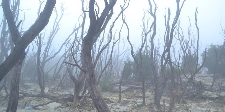 Kabut menyelimuti area Hutan Mati Gunung Papandayan, Garut, Jawa Barat, Minggu (21/2/2016). 