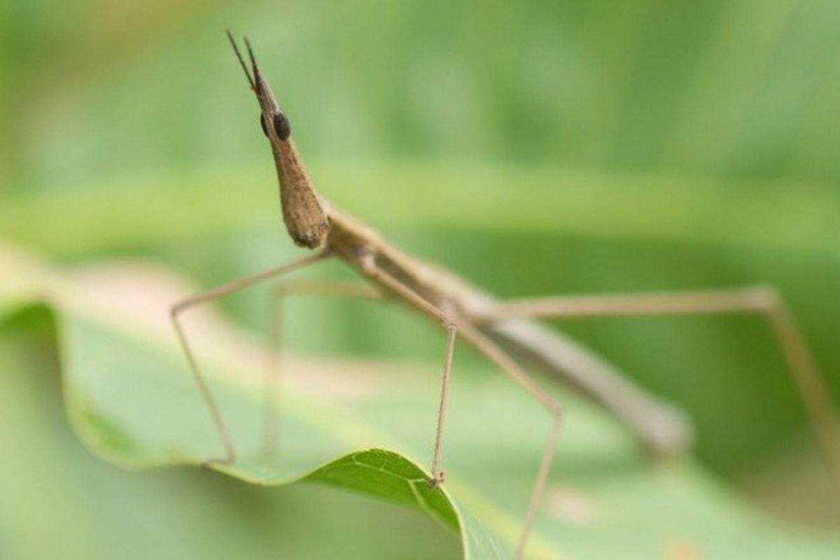 Serangga tongkat masih bisa menghasilkan keturunan meski sudah mati