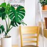 Tanam Monstera di 3 Lokasi Ini agar Bawa Hoki ke Rumah
