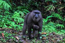 Jaga Habitat Monyet Hitam Sulawesi, Jangan Sembarang Beri Makan