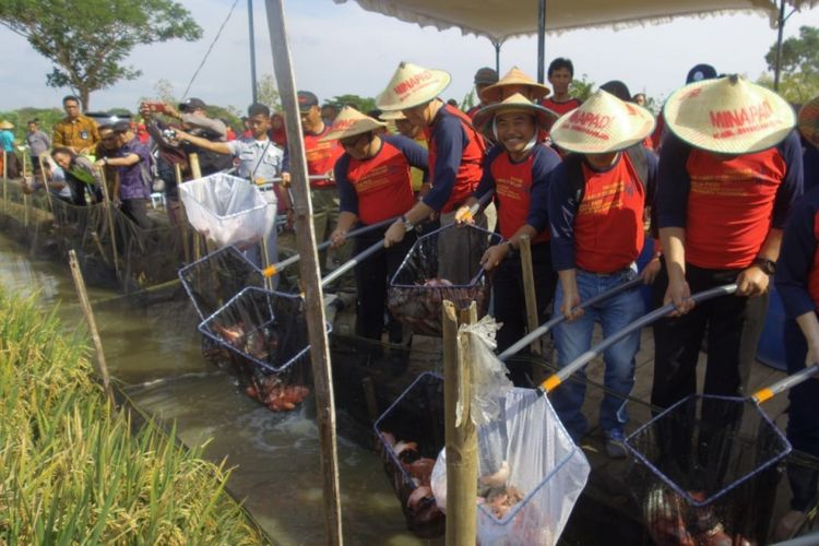 Panen raya minapadi di Kabupaten Sukoharjo, Jawa Tengah, Jumat (14/9/2018).