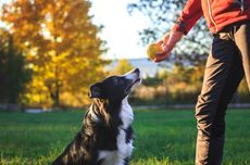 Kapan Pertama Kali Manusia Memelihara Anjing? Berikut Sejarahnya