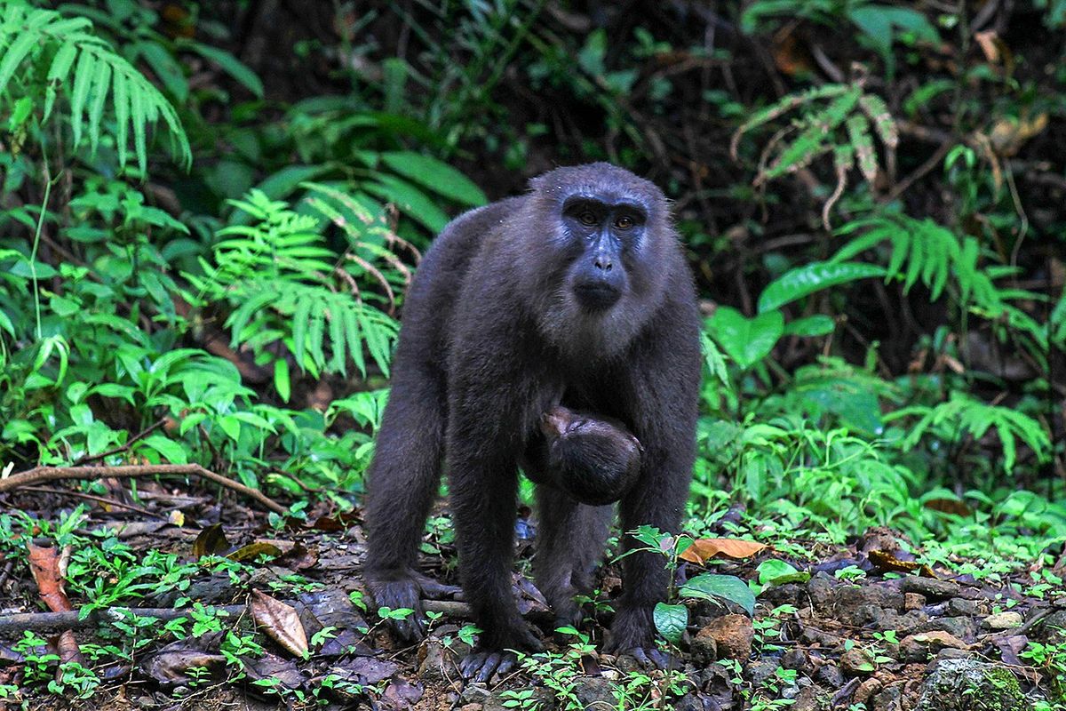 Macaca Maura, kera hitam endemik Sulawesi Selatan yang juga merupakan satwa dilindungi yang banyak di jumpai di tepi jalan poros Maros-Bone, kawasan cagar alam Karaenta, Taman Nasional Bantimurung Bulusaraung, di Kabupaten Maros, Sulawesi Selatan, Indonesia.