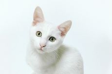 Viral, Video Kucing Menggonggong Disebut karena "Salah Asuhan", Ini Kata Ahli