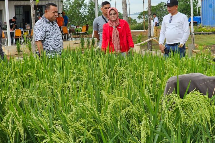 Tanaman padi dan jagung yang dihasilkan warga binaan Rutan Kelas I Tanjungpinang.