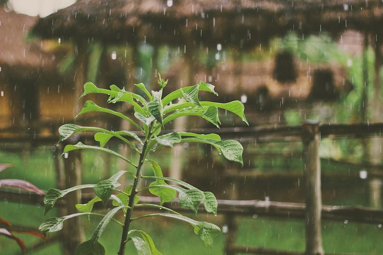 Penjelasan tentang hujan dan air hujan.  Analisis BMKG, curah hujan ringan pada musim kemarau.