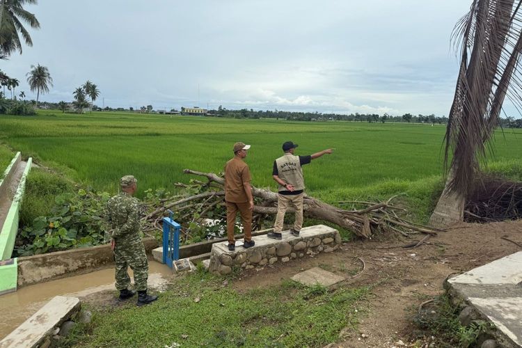 Rehabilitasi Sawah di Aceh Timur Mulai Berbuah Panen, Hasil Capai 6 Ton Per Hektar