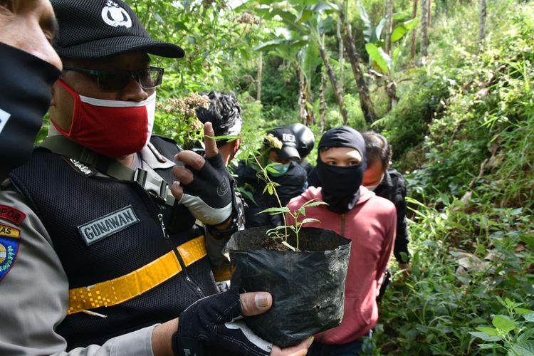 Petugas menangkap penggarap ladang ganja saat beristirahat di saung yang dibangun di lahan tanam ganja  seluas 1 hektar di Gunung Cibodas, Bukit Unggul, Perkebunan kina, Kampung Patrol Desa Sunten Jaya Lembang, Kabupaten Bandung Barat yang juga berbatasan dengan Daerah Cilengkrang, Kabupaten Bandung, Minggu (12/7/2020).