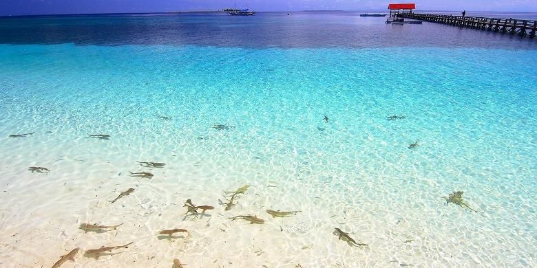 Hiu-hiu kecil di pinggir pantai Pulau Tinabo yang terletak di Taman Nasional Taka Bonerate, Kepulauan Selayar, Sulawesi Selatan.