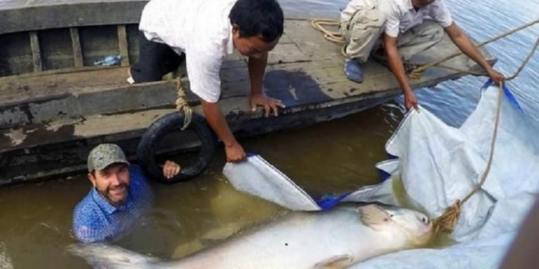 Lele Raksasa Langka Memberi Harapan Kelestarian