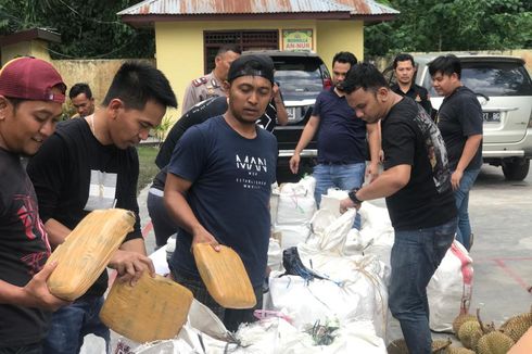 Ladang Ganja 5 Hektar di Mandailing Natal Ditemukan, Polisi Sempat Jatuh ke Jurang