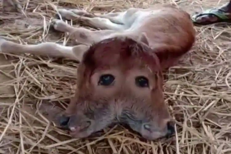 Anak sapi lahir dengan dua kepala, empat mata dan dua mulut telah menjadi pusat atraksi di India. 