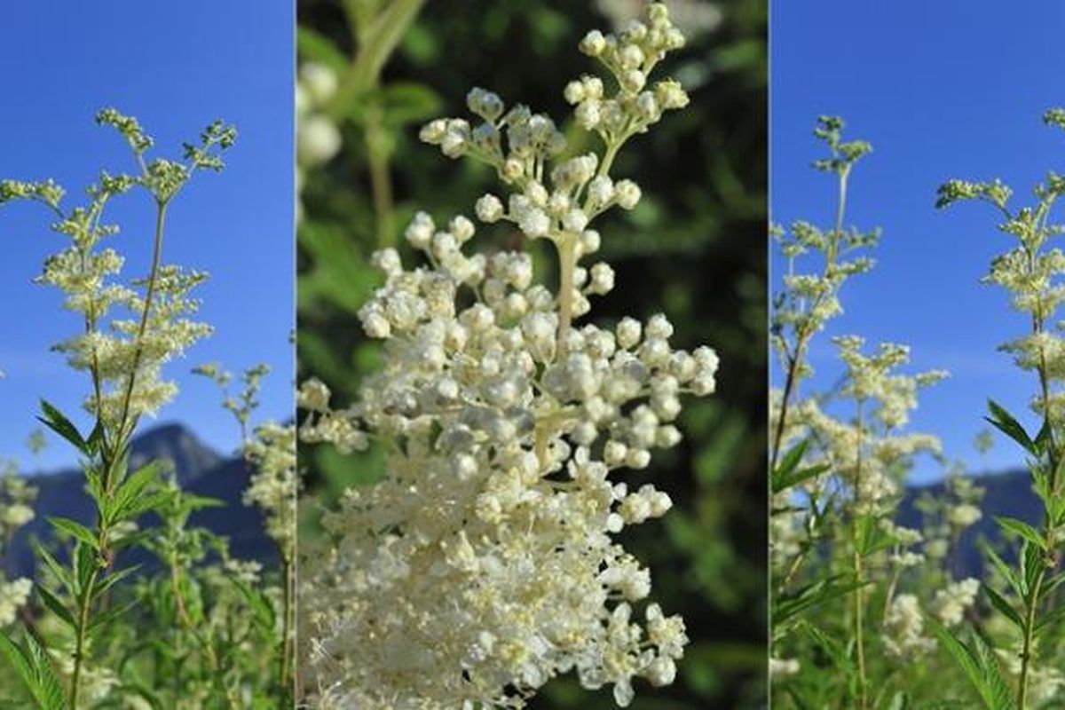 Lewat sejumlah uji eksperimen, L?occitane akhirnya menemukan bunga Reinde de Pres yang tumbuh di pegunungan Drome, Perancis Selatan, yang berkhasiat memutihkan kulit wanita Asia. 