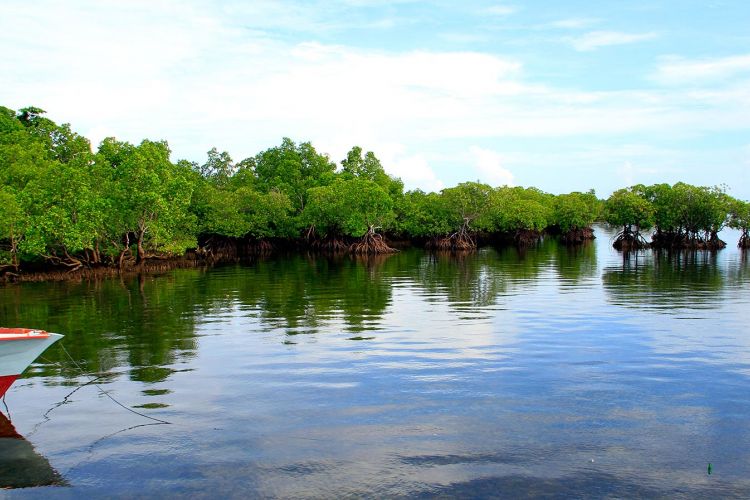 Bakau di depan Dermaga Buhias di Pulau Mantehage, Sulawesi Utara.