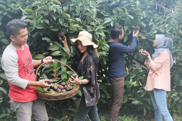 Panen manggisdi Taman Buah Mekarsari, Cileungsi, Bogor.