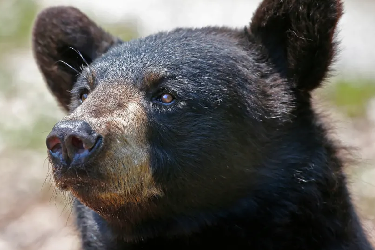 Setelah menderita pembengkakan otak, beruang hitam berubah menjadi tak takut dengan manusia. Penyakit otak pada beruang masih misteri.