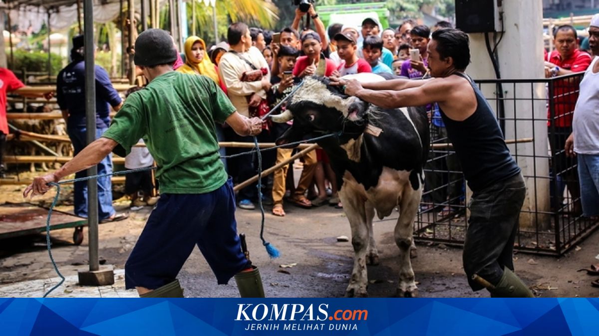 Memahami Perilaku Sapi, Kenapa Tiba-tiba Mengamuk? Ini Penjelasan ...
