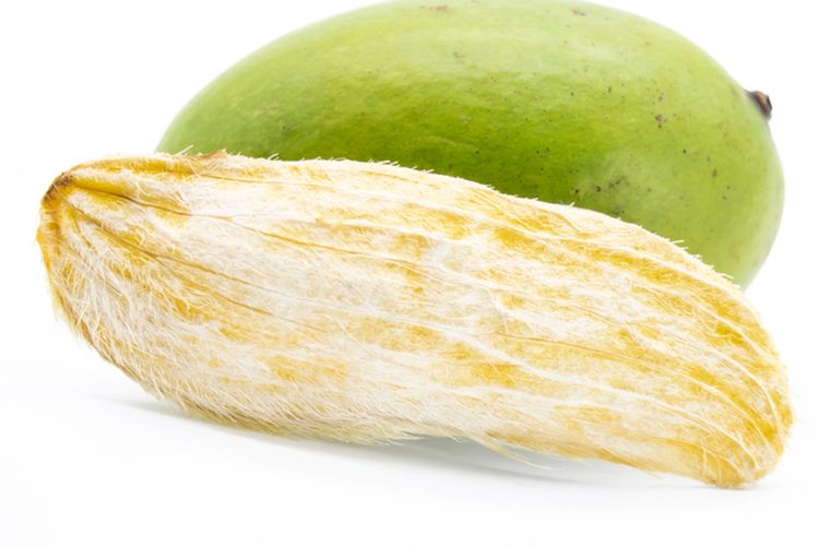 ilustrasi biji mangga. 