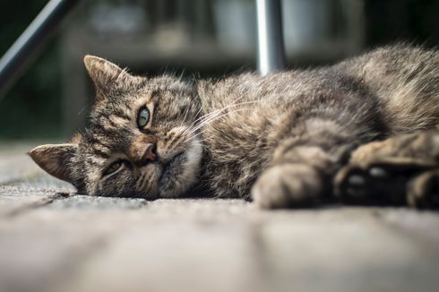 Kucing Tua Juga Menderita Radang Sendi, Ini Gejala dan Penanganannya