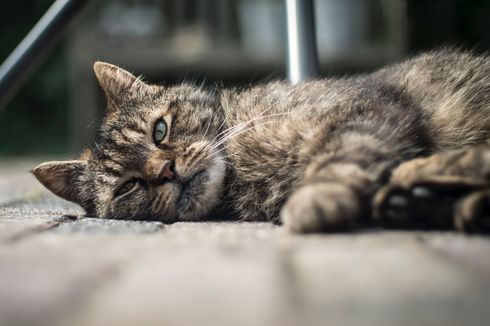 Alasan Kucing Bersembunyi dan Hilang Saat akan Mati