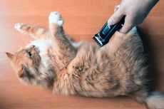 Perlukah Anda Mencukur Bulu Kucing Peliharaan? Simak Penjelasan Berikut