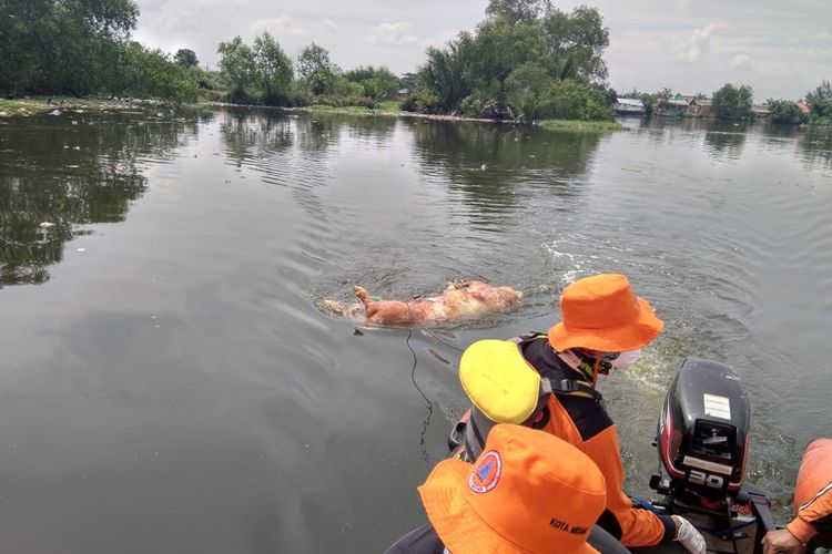 Petugas BPBD menarik bangkai babi di Danau Siombak menuju satu titik pengumpulan sebelum akan ditanam di satu lubang. Kegiatan penguburan bangkai babi itu batal dilaksanakan karena eksavator amfibi datang setelah air laut sudah pasang.