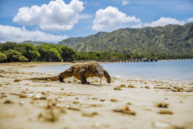 Seekor komodo di tepi pantai kawasan Taman Nasional Komodo, Labuan Bajo, Nusa Tenggara Timur.