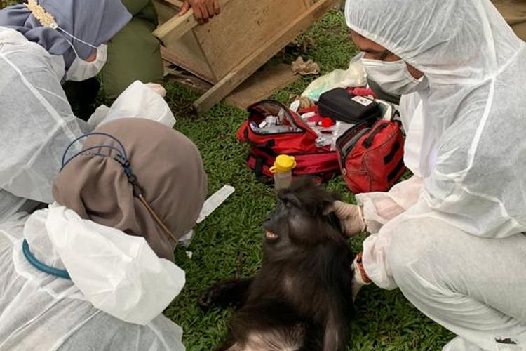 Petugas BBKSDA menemukan dan menyita satwa liar yang dilindungi dari rumah Bupati nonaktif Langkat Terbit Rencana Perangin-angin.