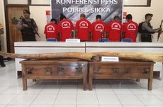 Kronologi Pencurian Gading Kerajaan Nita Seharga Rp 1,5 Miliar di Sikka