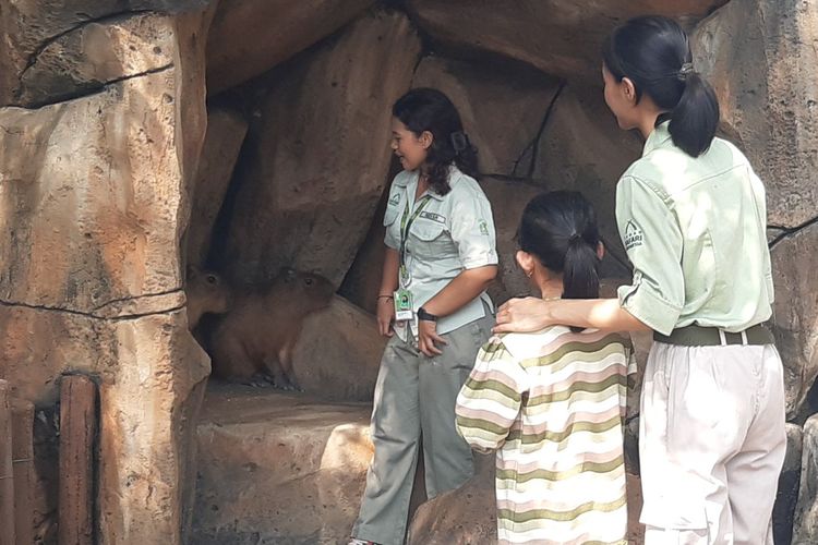 Solo Safari Tambah Koleksi, Ada Capybara dari Batang dan Kura-kura Hibah Wapres Gibran