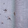 8 Hal yang Dapat Menarik Nyamuk Masuk ke Rumah