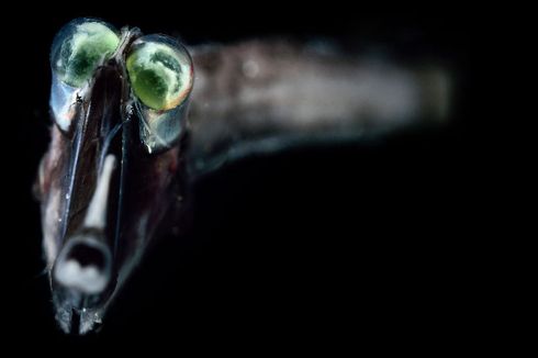 Di Mata Spesies Ikan Laut Dalam, Habitat Gelap Mereka Mungkin Berwarna