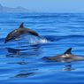 Virus Baru Ditemukan di Lumba-lumba dan Paus, Ancam Mamalia Laut Dunia