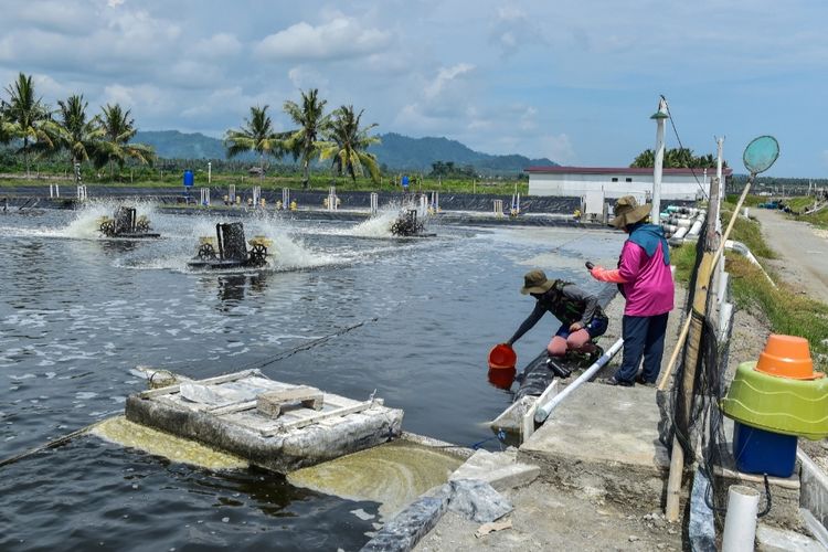 BRIN saat lakukan pengecekan air tambak udang dengan sistem CSS di  Desa Lalombi, Sulawesi Tengah