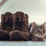 Mengapa Kucing Terobsesi dengan Sepatu Kita?