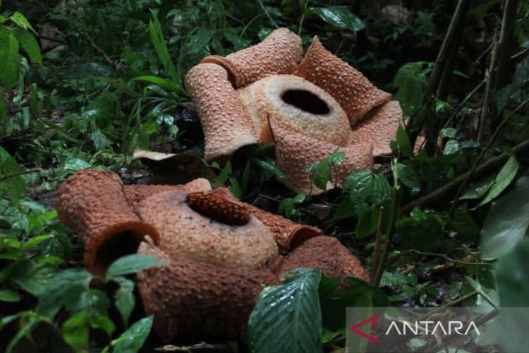 Dua bunga Rafflesia Arnoldi yang mekar di sekitar kebun milik warga di Dusun Pulu Lebagh Desa Kayu Ajaran, Kecamatan Ulu Manna,Kabupaten Bengkulu Selatan. 
