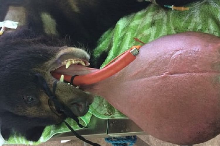 Beruang hitam Asia dengan lidah menjulur seberat 3 kg ditemukan di Myanmar.