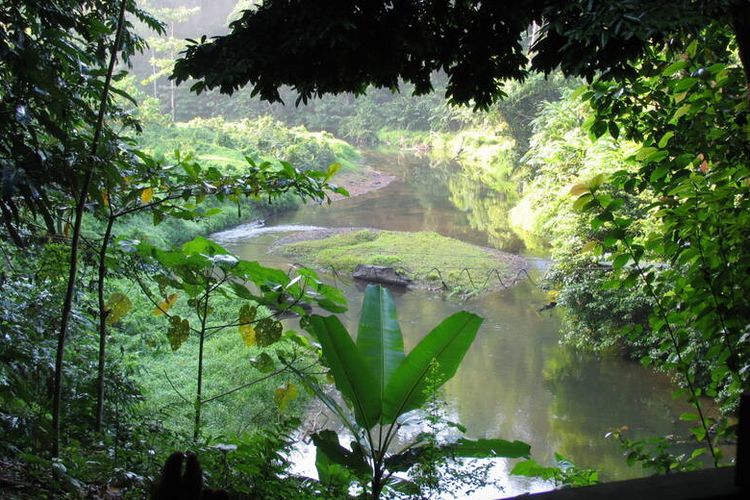 Ilustrasi Hutan Hujan Tropis Sumatera