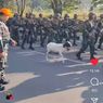 Video Viral, Kambing Ikut Latihan Baris-berbaris bersama TNI AU di Bandung