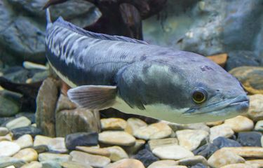 Ilustrasi ikan gabus. 