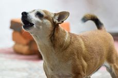 5 Penyebab Anjing Menggonggong Berlebihan dan Cara Mengatasinya