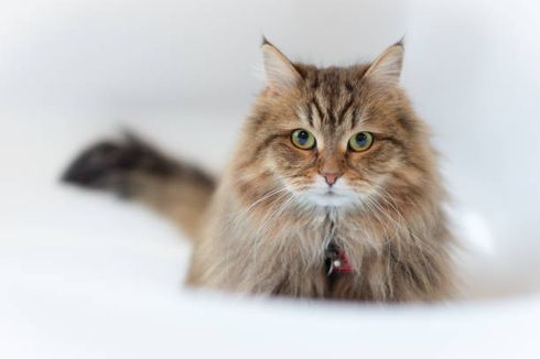 5 Cara Merawat Kucing Siberia Kesayangan Anda