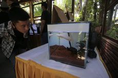 Dulu Berakhir di Meja Makan, Kini Gabus Jadi Ikan Hias Seharga Rp 35 Juta