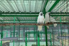 8 Ekor Burung Kakatua Hasil Selundupan Dikembalikan ke BKSDA Maluku