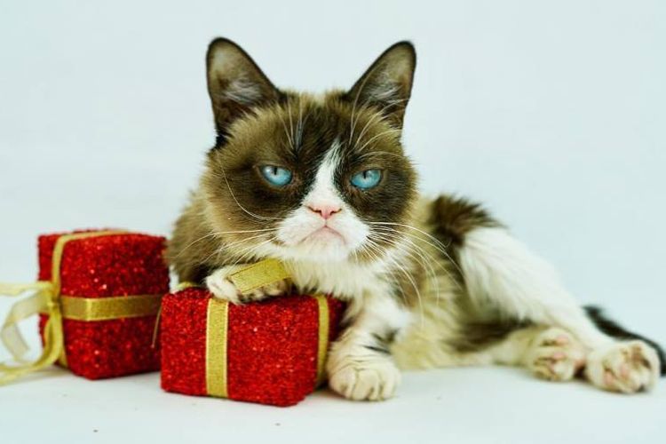 Grumpy Cat (Foto: Instagram realgrumpycat)