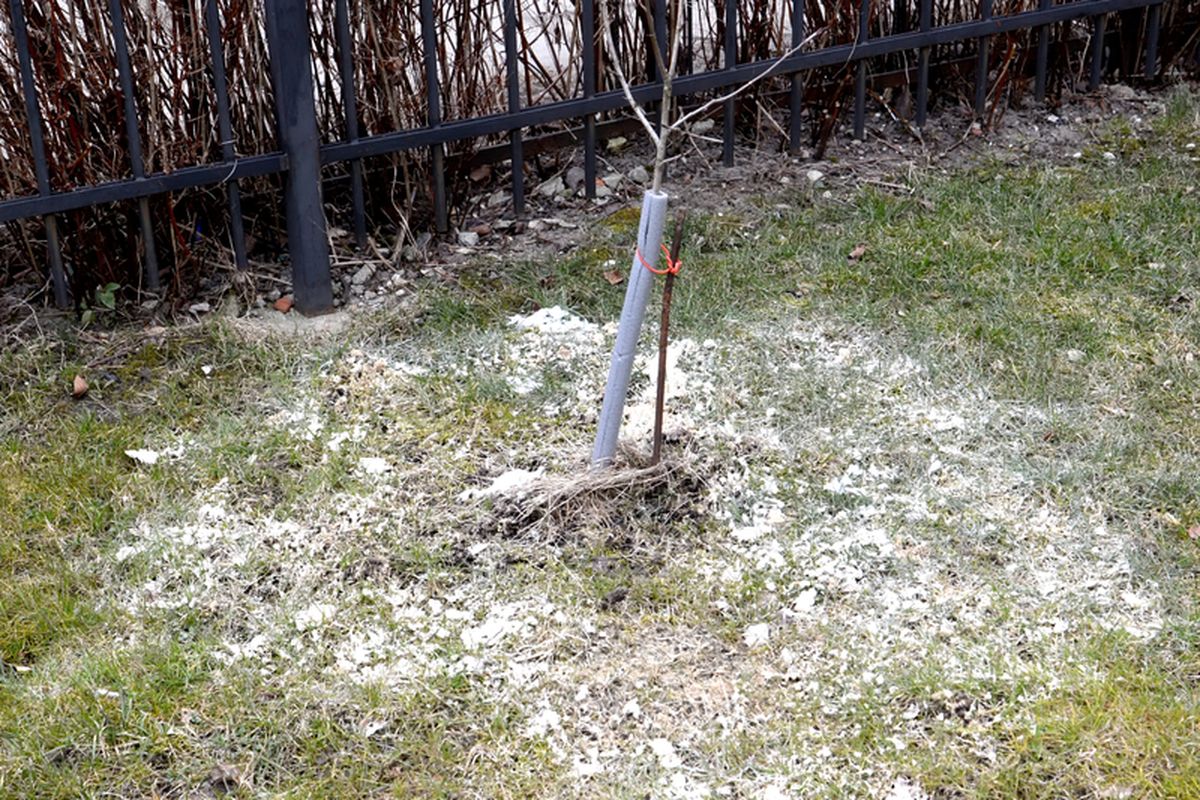 Ilustrasi penggunaan kapur dolomit untuk menyuburkan tanah dan tanaman.