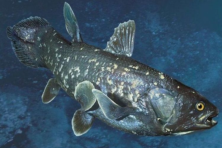 Mengenal Coelacanth, Ikan Purba yang Masih Hidup di Perairan Indonesia  Halaman all - Kompas.com