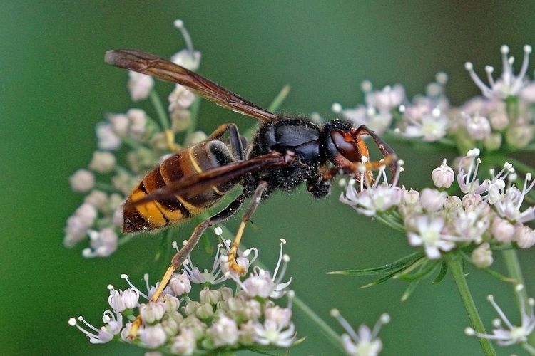 Ilustrasi Asian hornet (Vespa velutina). Studi menunjukkan, serangga tidak hanya penyerbu, tapi juga korban invasi spesies asing yang mengancam ekosistem dunia.