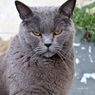 9 Ras Kucing Berwarna Abu-abu yang Lucu dan Menggemaskan