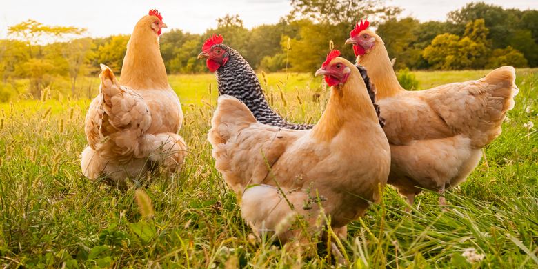 Bird Flu Tree, Netherlands Destroyed 190,000 Chickens